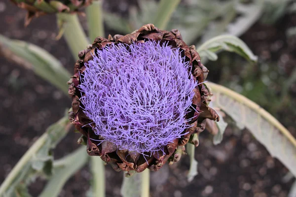 Primer Plano Hermosa Flor Cardo Púrpura Follaje Verde Entorno Del — Foto de Stock