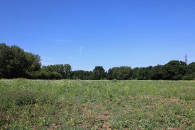 Field in spring with trees and blue sky above and earth in foreground. High quality photo