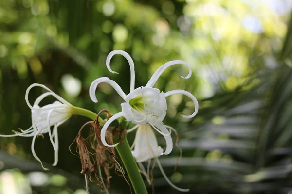 Délicat Hyménocallis Blanc Autrement Connu Sous Nom Lys Tropical Araignée — Photo