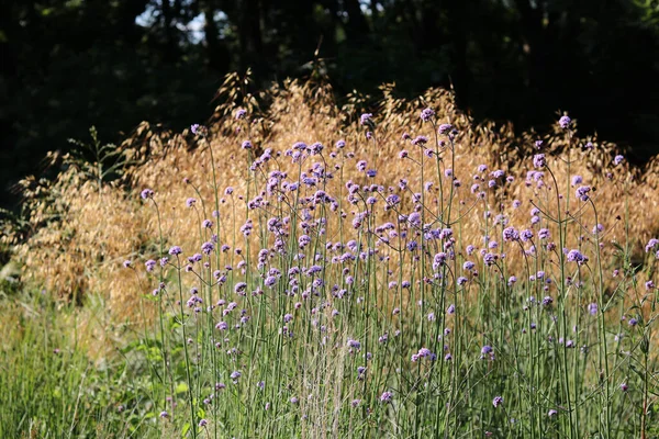 Ornamental Grass Pale Purple Verbena Bonariensis Foreground High Quality Photo — Stockfoto
