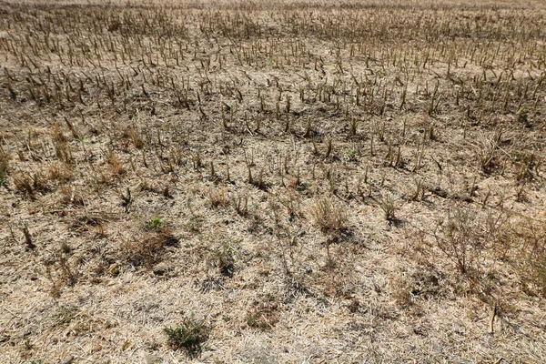 Полное Изображение Короткой Обрезанной Кукурузы После Сбора Урожая Высокое Качество — стоковое фото