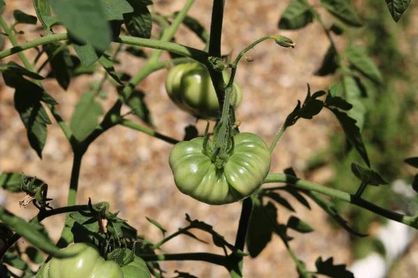 Unga Gröna Friska Nötkött Tomater Vinstockar Med Gröna Blad Högkvalitativt — Stockfoto