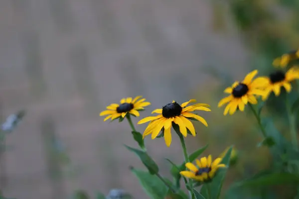 Vollbild Von Schwarzäugigen Susan Blumen Neben Pfad Mit Kopierraum Hochwertiges — Stockfoto