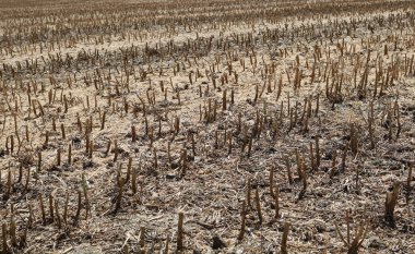 Full frame image of short cropped corn stubble on slope after harvesting. High quality photo
