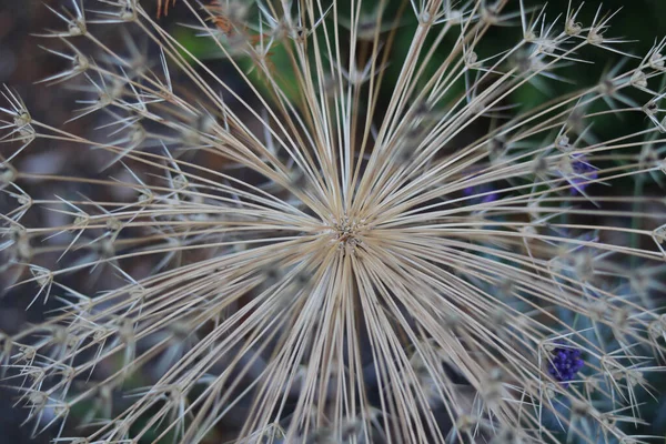 Çiçek Mevsiminin Sonunda Görünen Tohumlarla Allison Sonbahar Görüntüsünü Kapatın Yüksek — Stok fotoğraf