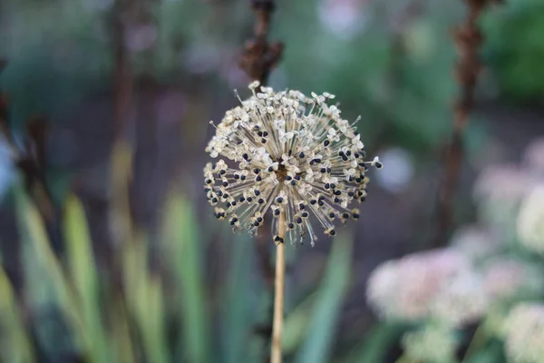Imagen Otoñal Allium Final Temporada Floración Con Semillas Visibles Muestra — Foto de Stock