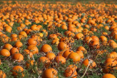 Olgun balkabaklarının tam kare görüntüsü hasat edilmeye hazır. Yüksek kalite fotoğraf