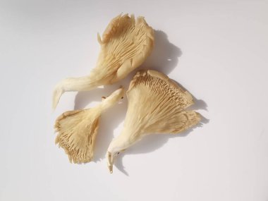 Üç istiridye mantarından oluşan bir grup fotokopi alanı olan sade beyaz arka plana karşı. Yüksek kalite fotoğraf