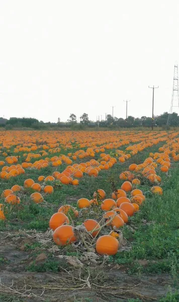 Imagem Vertical Abóboras Laranja Maduras Prontas Para Serem Colhidas Foto — Fotografia de Stock