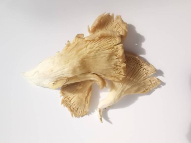 Bir grup istiridye mantarı beyaz arka plana karşı fotokopi alanı. Yüksek kalite fotoğraf