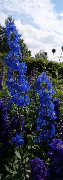 Imagem Vertical Belos Delfinários Cor Azul Violeta Outono Foto Alta — Fotografia de Stock