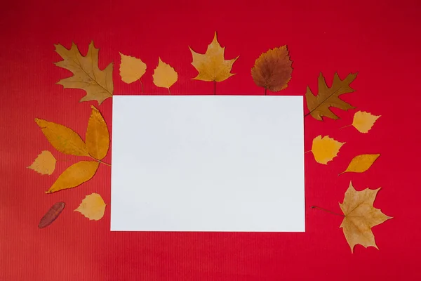 Żółte Liście Jesieni Czysty Biały Arkusz Aby Skopiować Miejsce Czerwonym — Zdjęcie stockowe