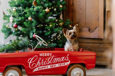 Şirin bir Yorkshire teriyeri kırmızı bir oyuncak arabanın içinde bir Noel ağacının arka planında oturuyor. Bir köpekle yılbaşı kartı.