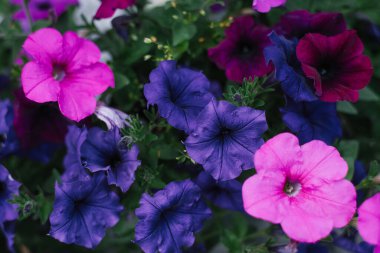 Mavi, pembe ve bordo petunya çiçekleri bahçeye yakın çekim