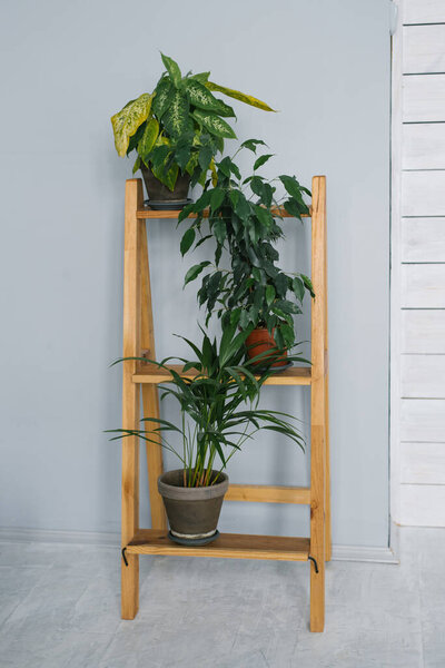 Potted houseplants stand on a wooden stepladder in the living room or office