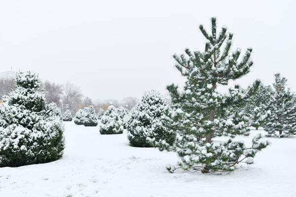 Young pine trees covered with snow in winter