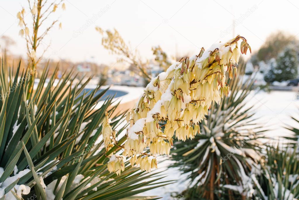 A snow-covered flowering yucca grows in the city