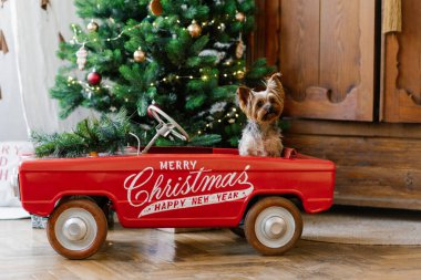 Şirin bir Yorkshire teriyeri kırmızı bir oyuncak arabanın içinde bir Noel ağacının arka planında oturuyor. Bir köpekle yılbaşı kartı.
