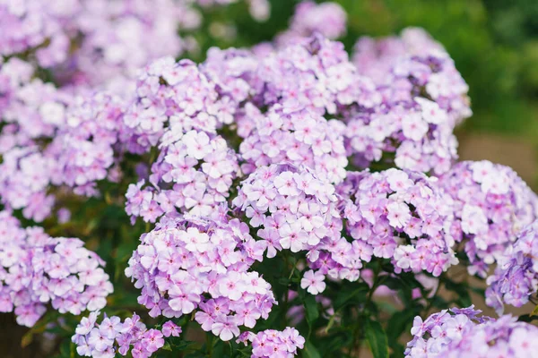 Soft Lilac Phlox Garden Sunny Day — Stockfoto