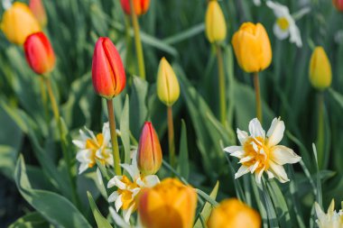 Kırmızı ve sarı laleler, beyaz nergisler baharda bahçede çiçek açar.