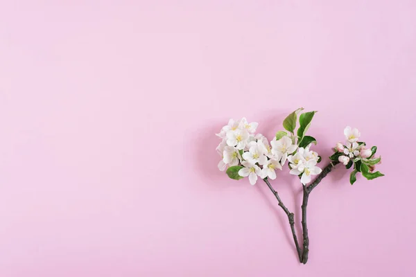 Rama Manzano Con Flores Blancas Sobre Fondo Rosa Con Espacio — Foto de Stock