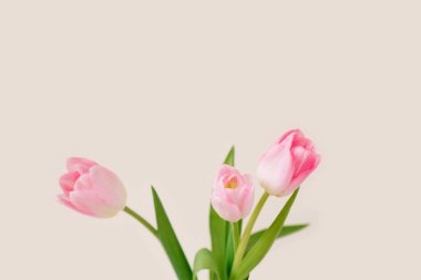 Bir buket pembe lale. Kopya alanı olan bahar tatili konsepti.