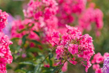 Yazın bahçede güzel kırmızı, pembe bir fenikulata.
