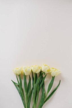 Pastel bej arka planda narin bahar sarı laleleri. Kadınlar günü için kartpostal. Düz yatıyordu. Boşluğu kopyala