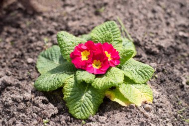Bahar bahçesinde daimi çuha çiçeği ya da primula. Bahar çiçekleri. Bahar ormanlarında mor çuha çiçekleri. Çiçek bahçesinin güzel renkleri