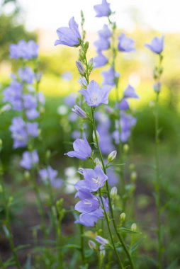 Campanula Persicifolia Şeftali Çan çiçekleri bırakır
