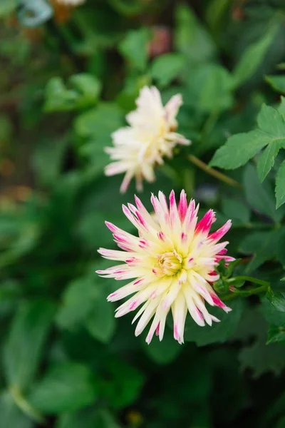 정원에 분홍빛 바늘달리아 — 스톡 사진