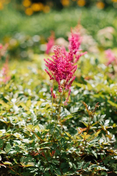 夏の庭にピンクの花を咲かせます 季節の園芸 — ストック写真