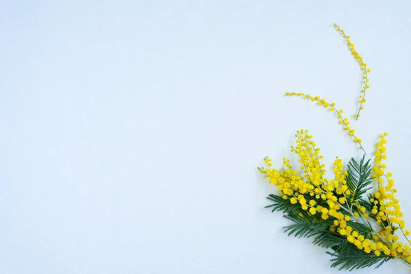Una Ramita Flores Mimosa Amarilla Sobre Fondo Azul Con Espacio — Foto de Stock