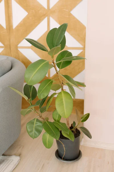 Indoor Plant Ficus Gray Pot Stands Floor Living Room — Foto Stock