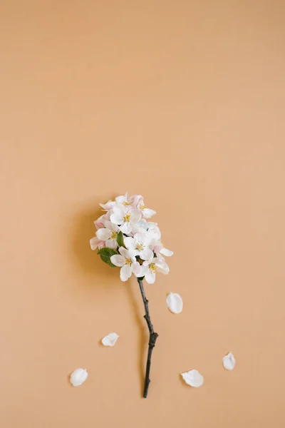 Una Ramita Manzano Con Flores Blancas Sobre Fondo Beige Concepto — Foto de Stock