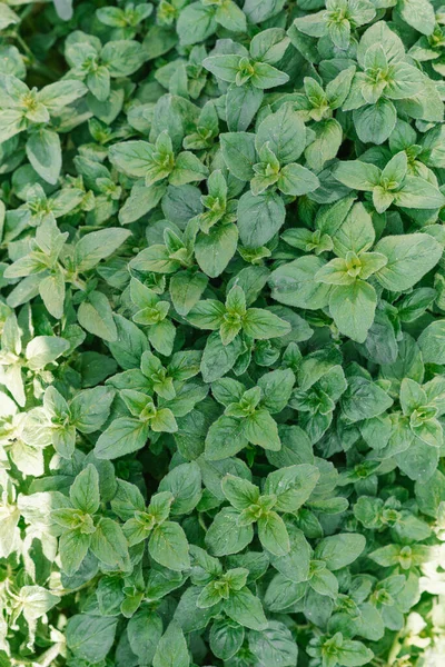 オレガノ明るい緑のフューリーの新しい葉 Origanum Valgare ハーブガーデンで育った新鮮なオレガノ 夏の自然有機健康食品 — ストック写真