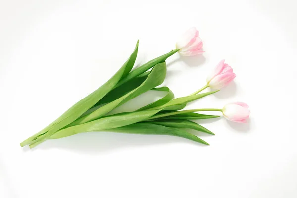 白い背景にピンクのチューリップ 誕生日だ 幸せな女性の日 母の日 バレンタインデー 花構成はロマンチックです フラット トップビュー ストック写真