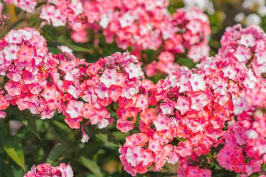 Phlox 'un pembe çiçekleri yeşil bir bahçenin arka planında panikliyor.