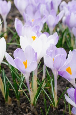 Bahar leylak timsahları baharda bahçede çiçek açar.