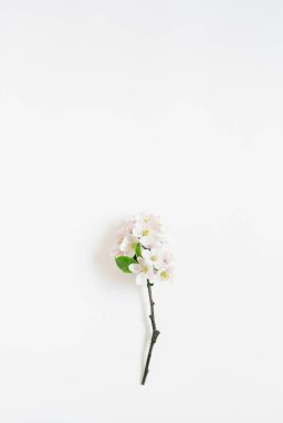 Beyaz arka planda beyaz çiçekli elma ağacı dalı. Üst görünüm, kopyalama alanı olan düz uzanma