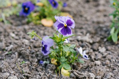 Güzel leylak çiçekleri yaz bahçesinde hanım evlatları