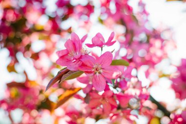 İlkbaharda açan pembe elma çiçekleri.