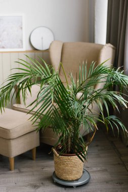 Oturma odasının iç tarafındaki tencerede sıcak renklerde bir palmiye ağacı var.