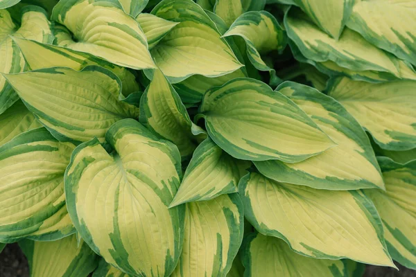 明るい緑のホスタの葉 自然背景 — ストック写真