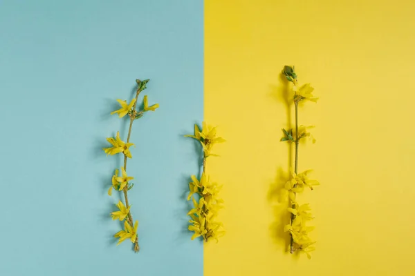 Una Rama Floreciente Forsitia Amarilla Sobre Fondo Amarillo Azul Tarjeta — Foto de Stock
