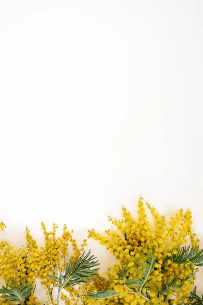 Marco Floral Ramas Mimosas Amarillas Sobre Fondo Blanco Flores Del — Foto de Stock