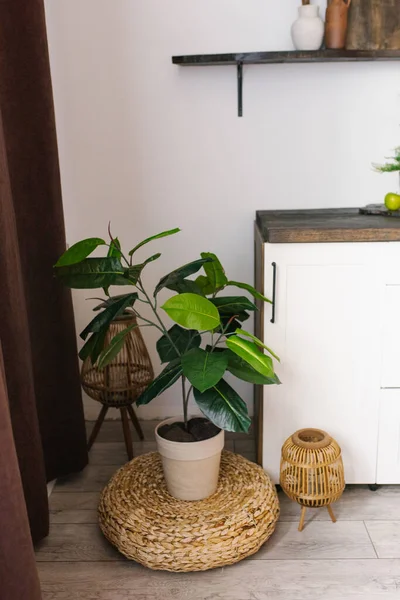 Indoor Ficus Bloem Een Stijlvolle Moderne Pot Naast Het Keukenmeubilair — Stockfoto