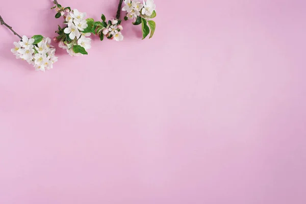 Concepto Minimalista Ramas Manzano Con Flores Blancas Sobre Fondo Rosa — Foto de Stock