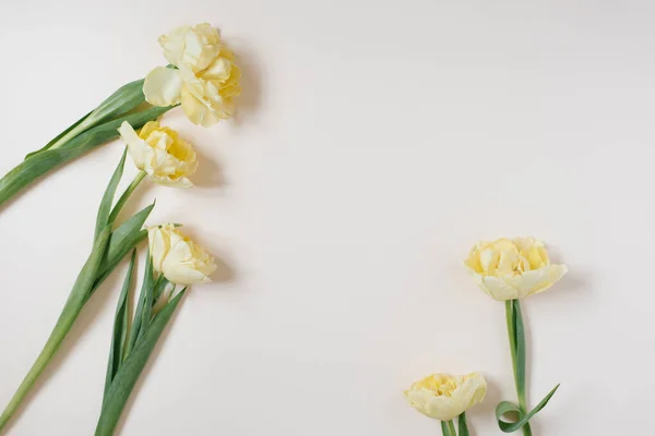 Composición Flores Flores Amarillas Tulipán Sobre Fondo Claro Día San — Foto de Stock