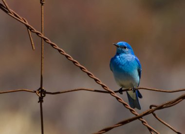 Paslı dikenli tellerin üzerine tünemiş küçük bir erkek dağ mavisi kuşuna yaklaş. 